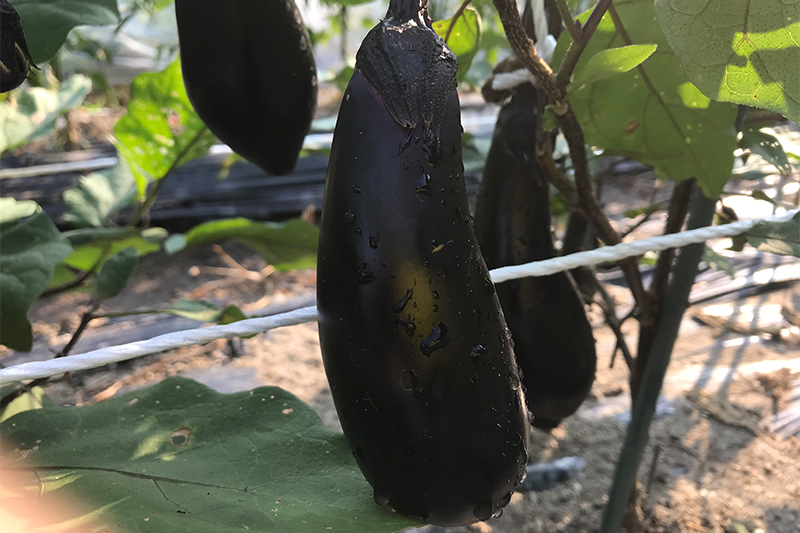 自家菜園