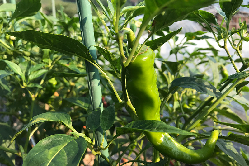 自家菜園