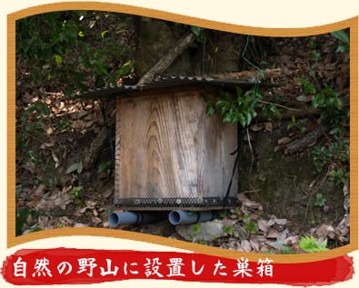 自然の野山に設置した巣箱