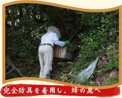 完全防具を着用し、蜂の巣へ