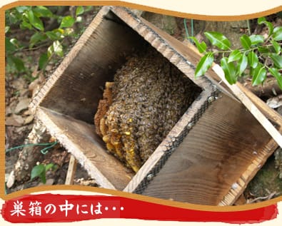 巣箱の中には…