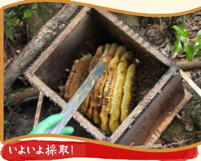 いよいよ採取!