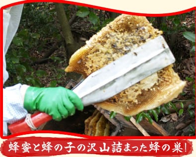 蜂蜜と蜂の子のたくさん詰まった蜂の巣!