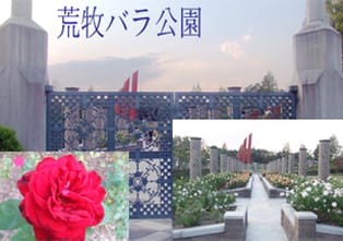 荒牧バラ公園